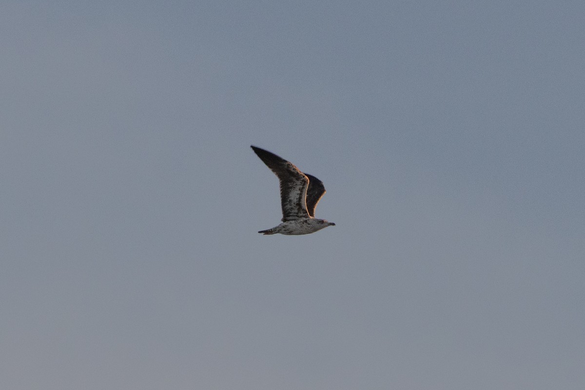 Бэсрэг цахлай - ML646442549