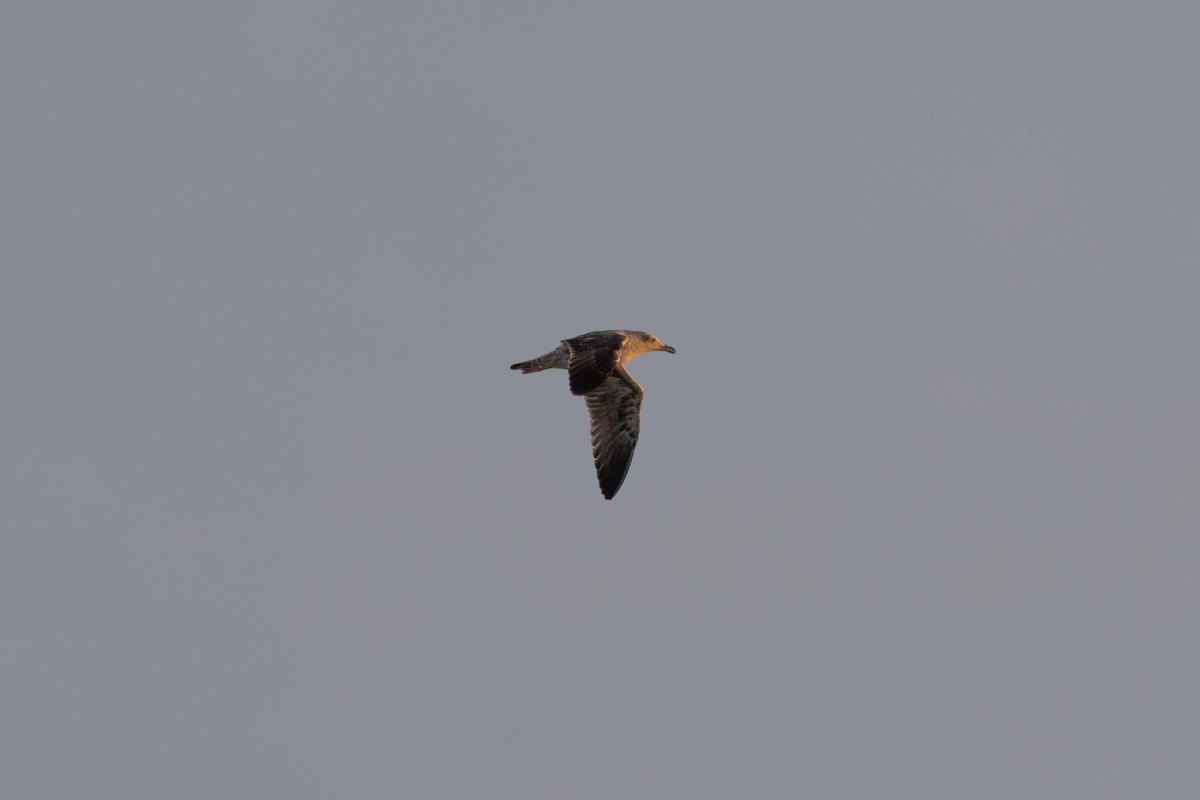 Бэсрэг цахлай - ML646442550