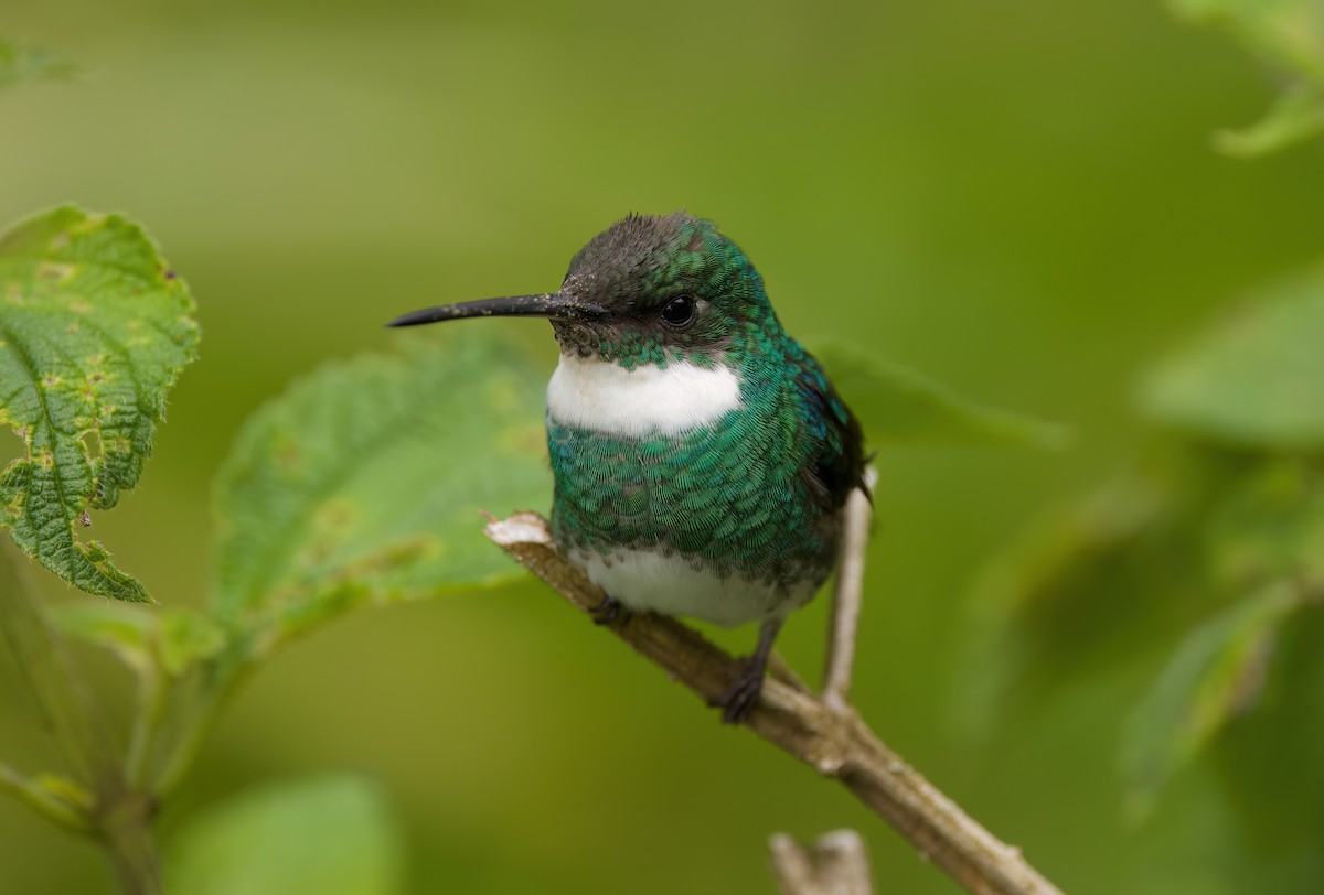 White-throated Hummingbird - ML646442553