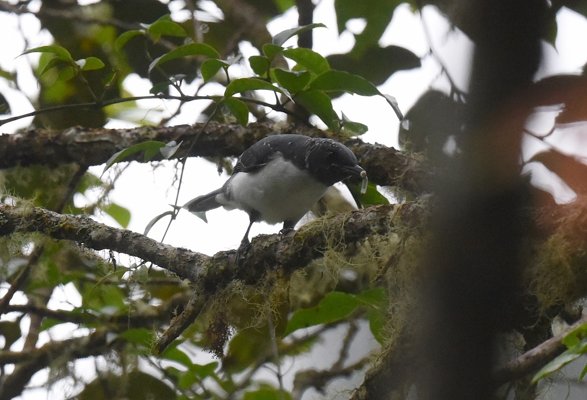 Pygmy Cuckooshrike - ML646442558