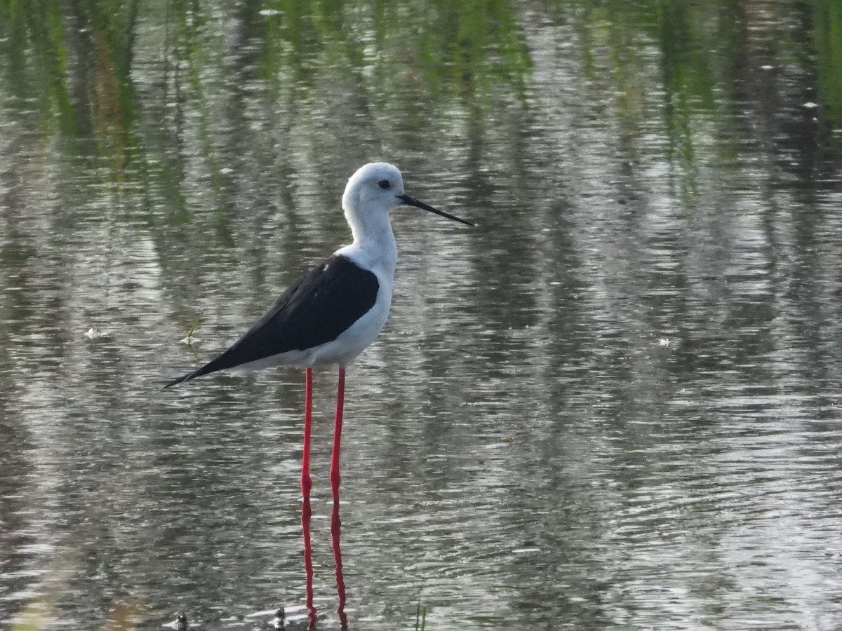 Black-winged Stilt - ML646442559