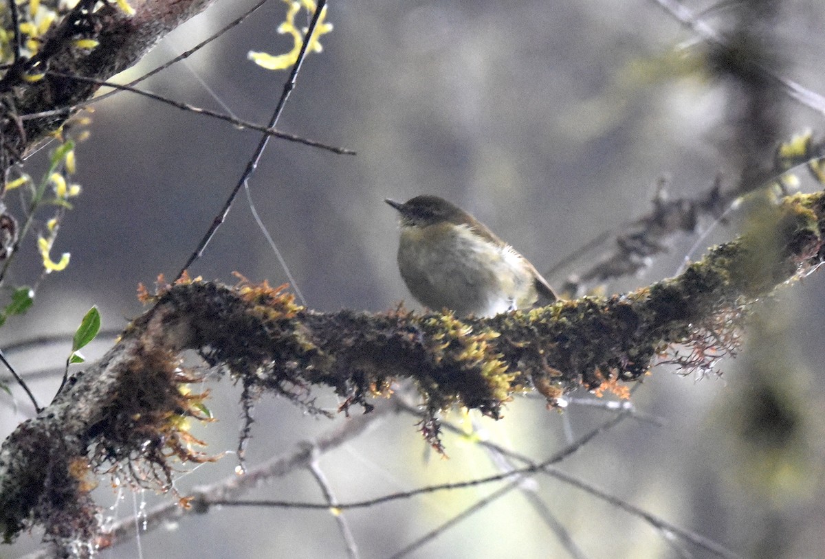 Sulawesi Leaf Warbler - ML646442562