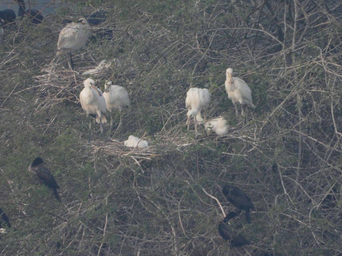 Eurasian Spoonbill - ML646442564