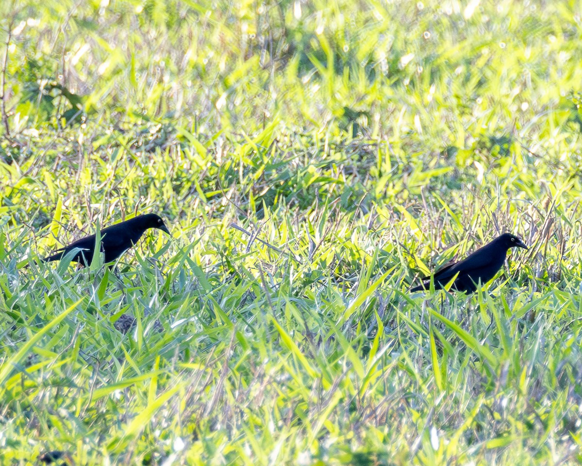 Giant Cowbird - ML646442566