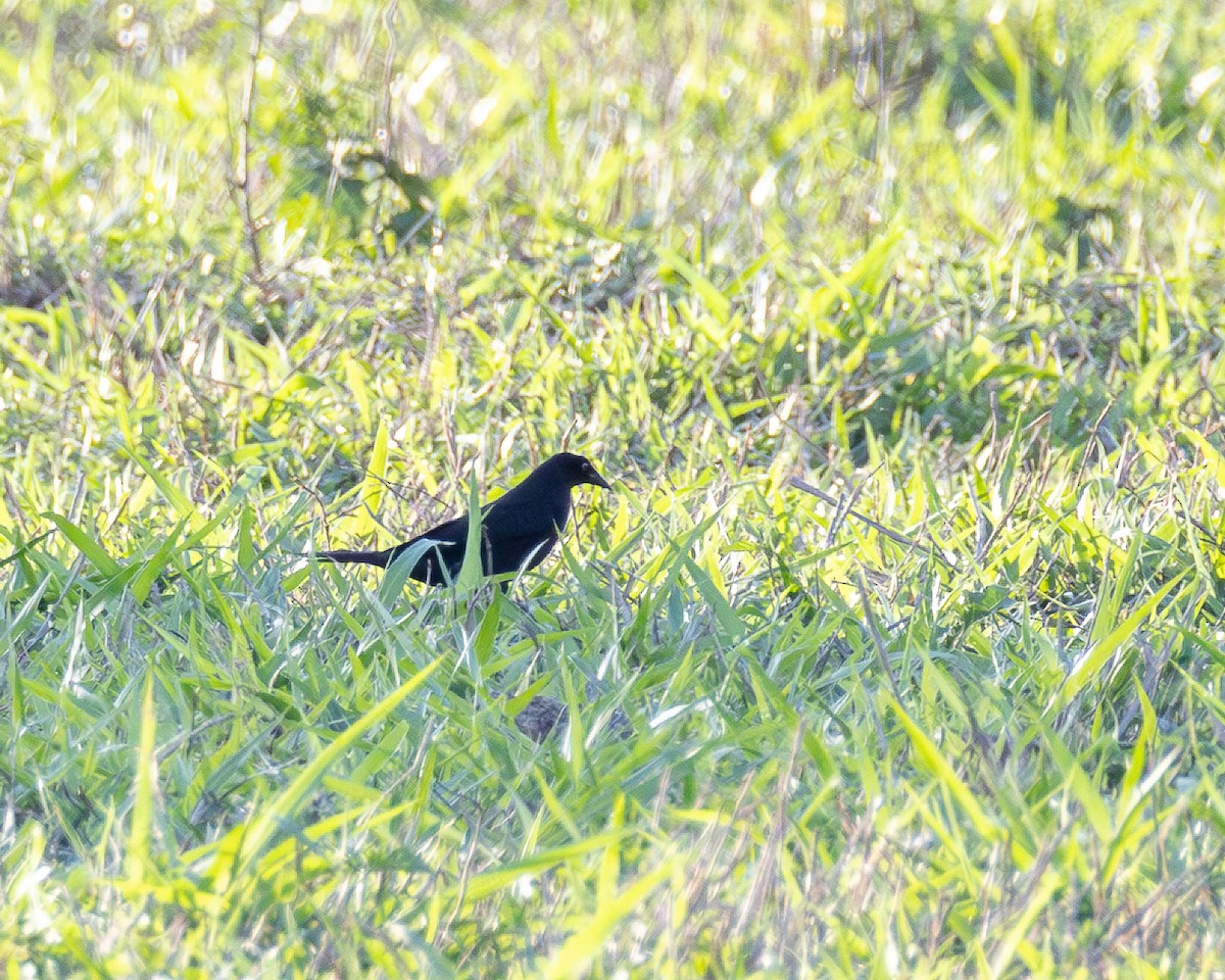 Giant Cowbird - ML646442567
