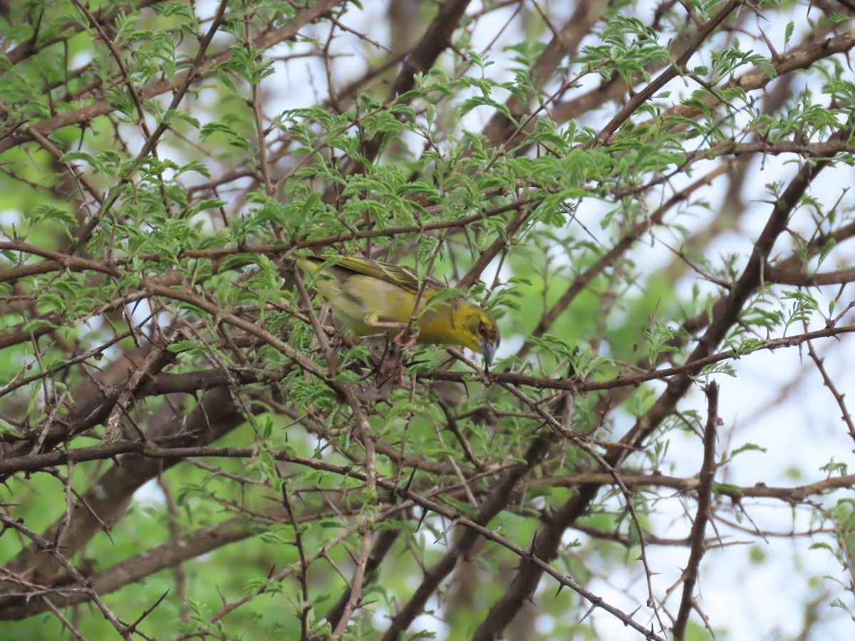 Köy Dokumacısı - ML646442569