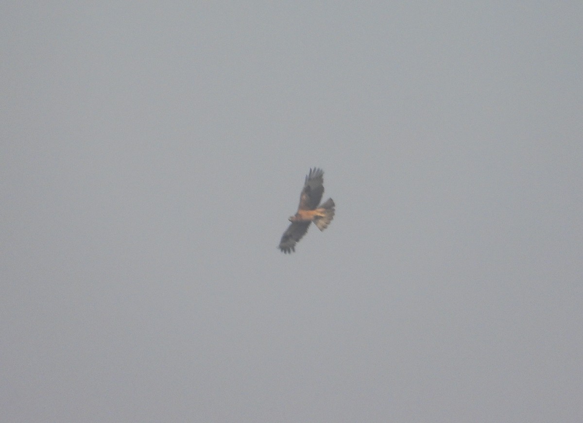 Bonelli's Eagle - ML646442573