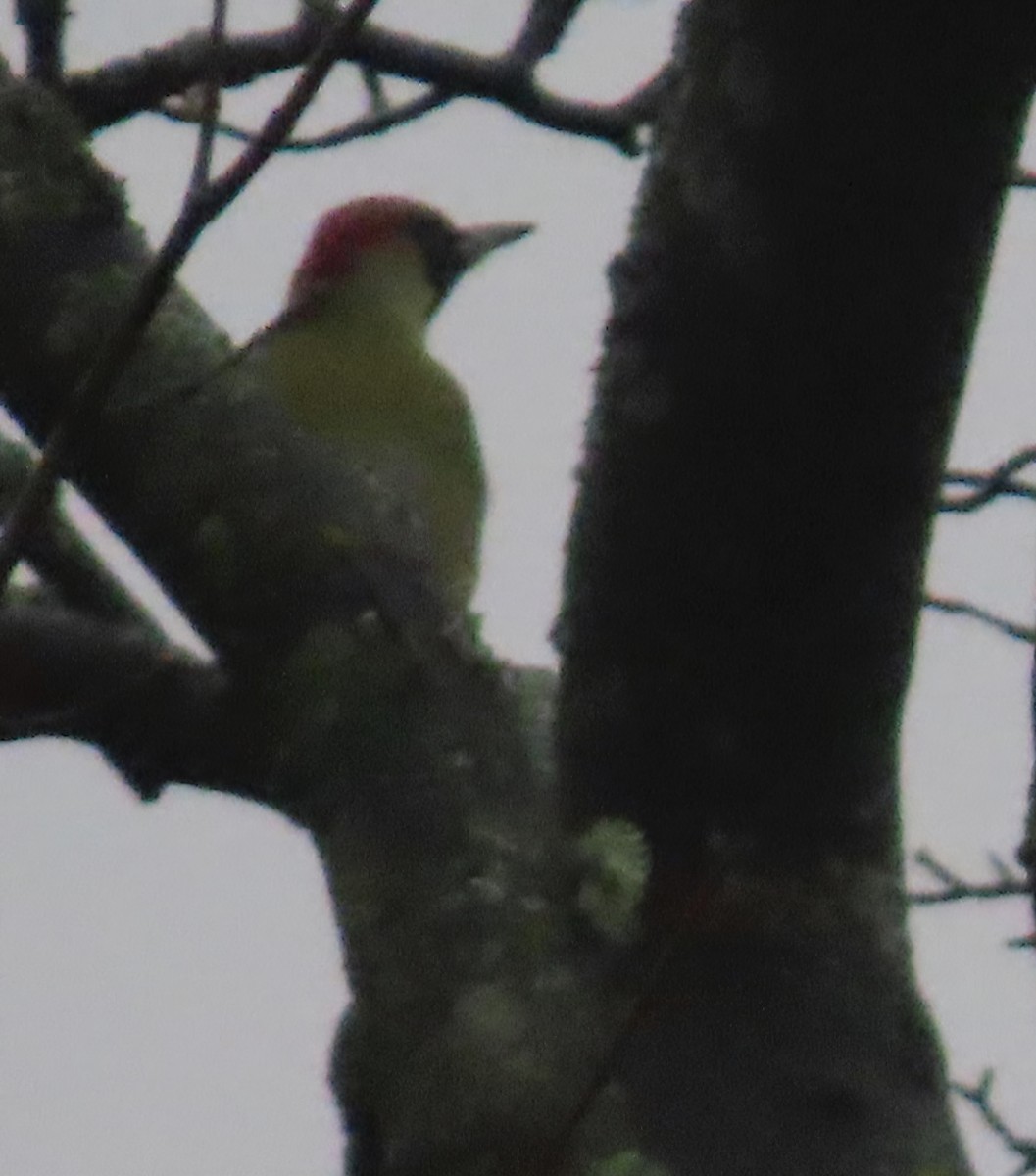 Eurasian Green Woodpecker - ML646442578