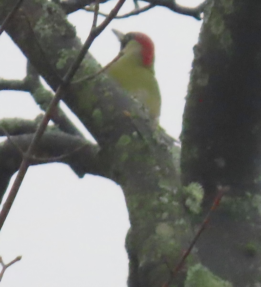 Eurasian Green Woodpecker - ML646442580