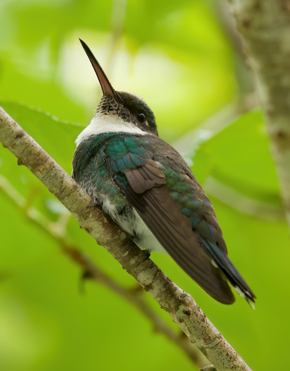 White-throated Hummingbird - ML646442582