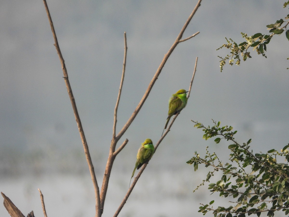 Asian Green Bee-eater - ML646442583