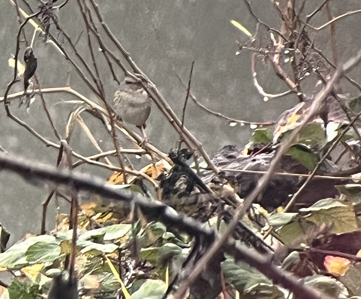 Swamp Sparrow - ML646442586