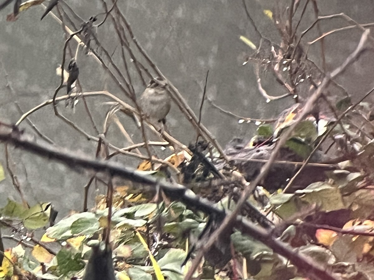 Swamp Sparrow - ML646442587