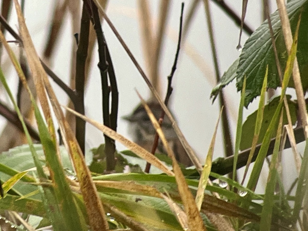 Swamp Sparrow - ML646442588