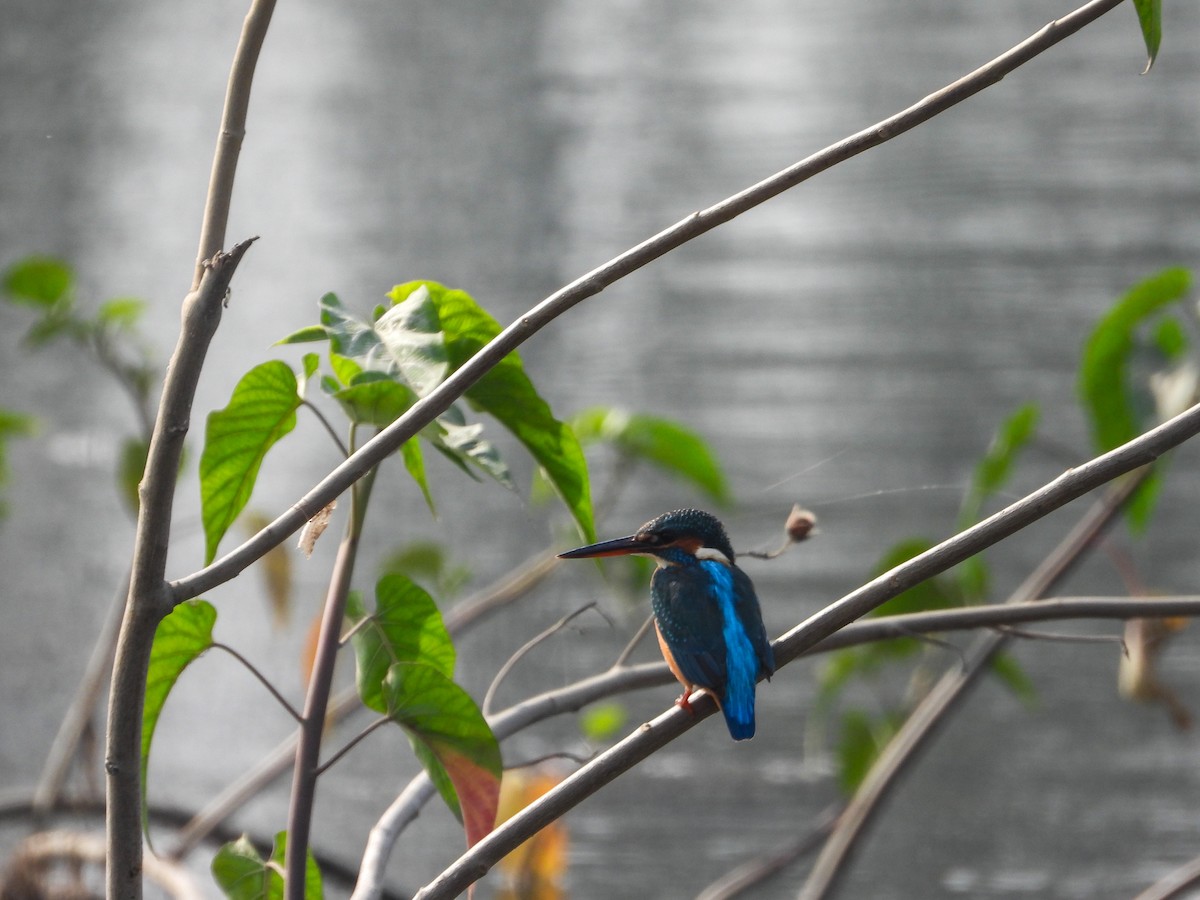 Common Kingfisher - ML646442589