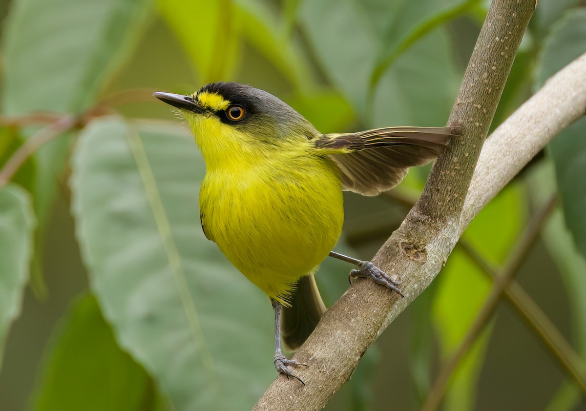 Todirostre à tête grise - ML646442590