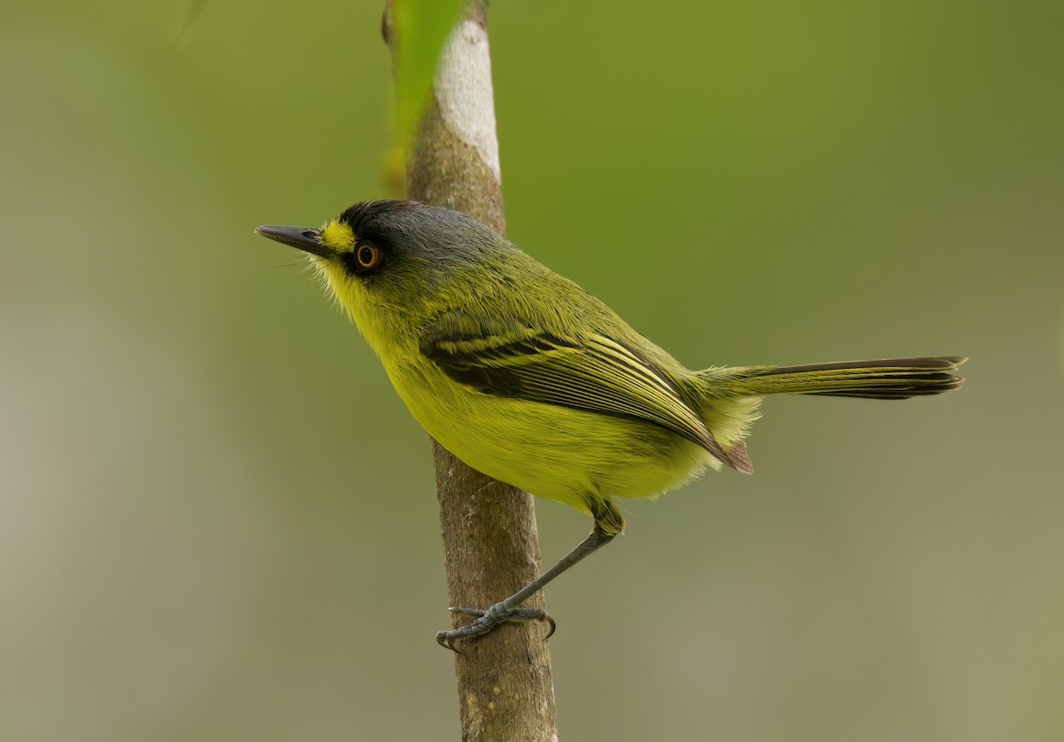 Todirostre à tête grise - ML646442592