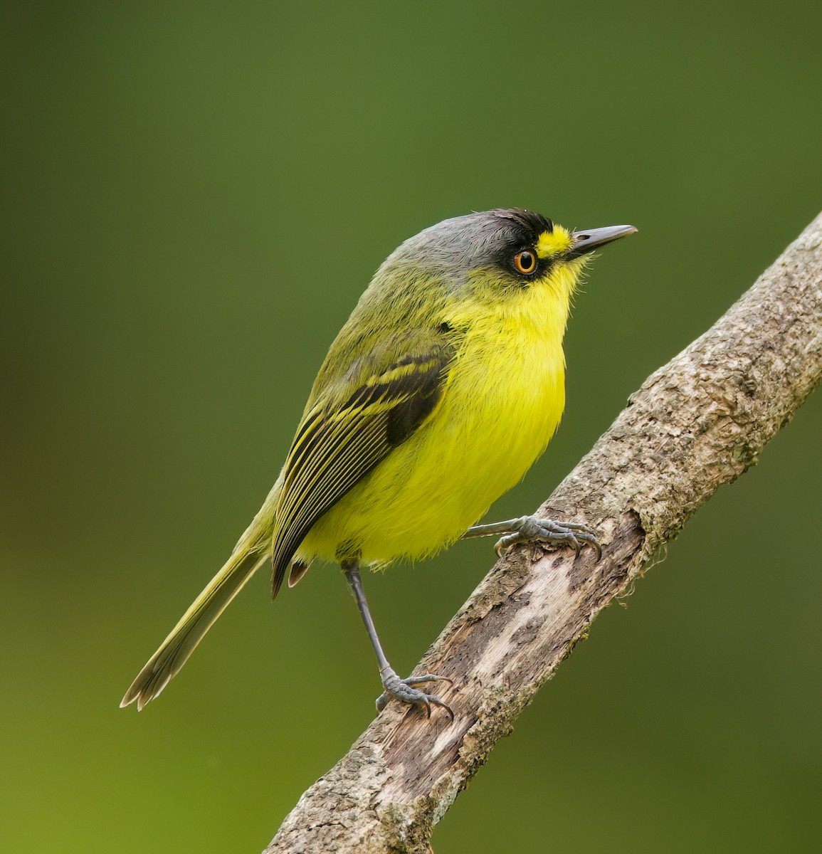 Todirostre à tête grise - ML646442593