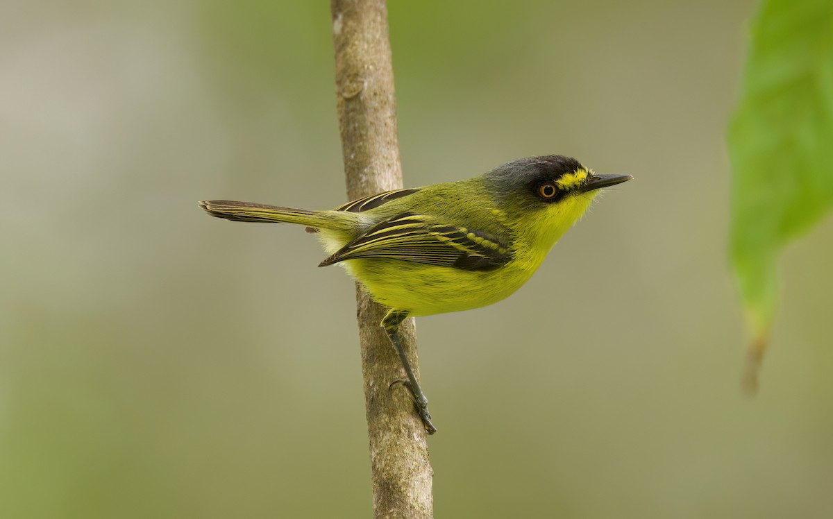 Todirostre à tête grise - ML646442594