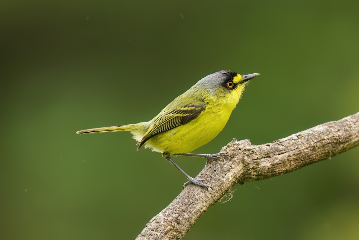 Todirostre à tête grise - ML646442595