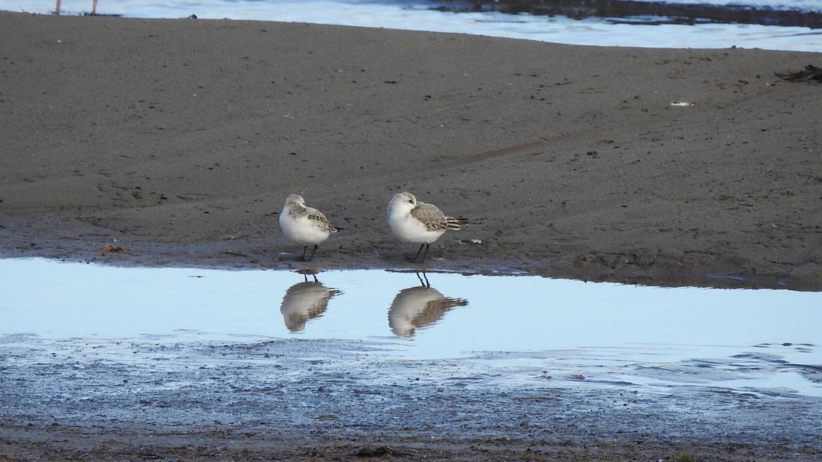 Sanderling - ML646442596