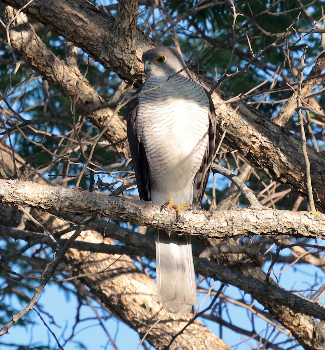 African Goshawk - ML646442597