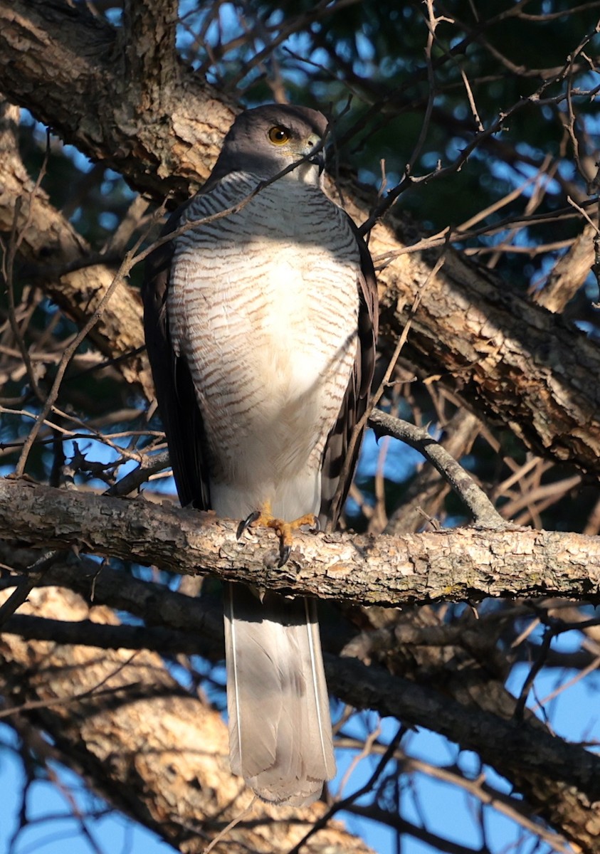 African Goshawk - ML646442598