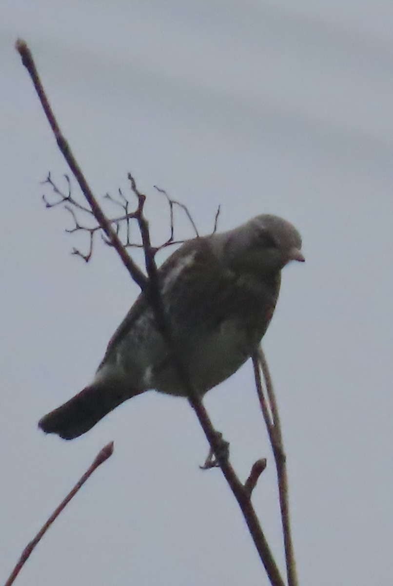 Fieldfare - ML646442599