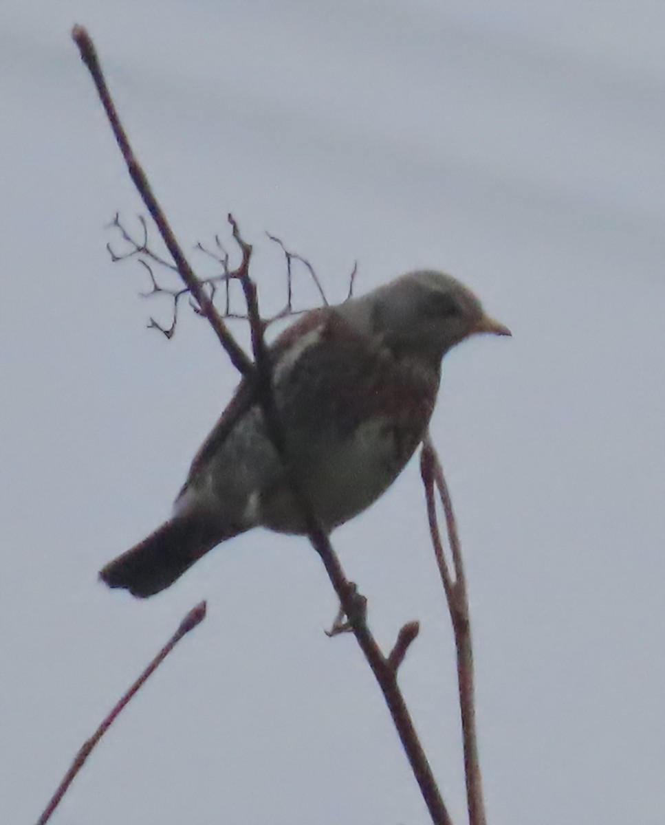 Fieldfare - ML646442600