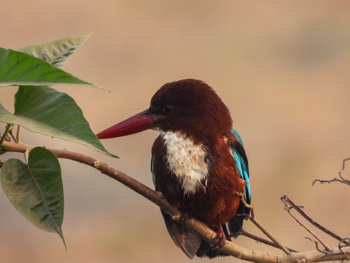 White-throated Kingfisher - ML646442601