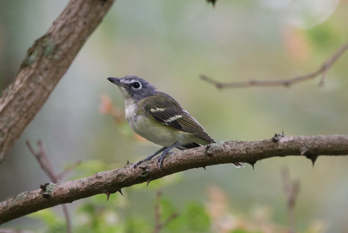 フタスジモズモドキ - ML646442602