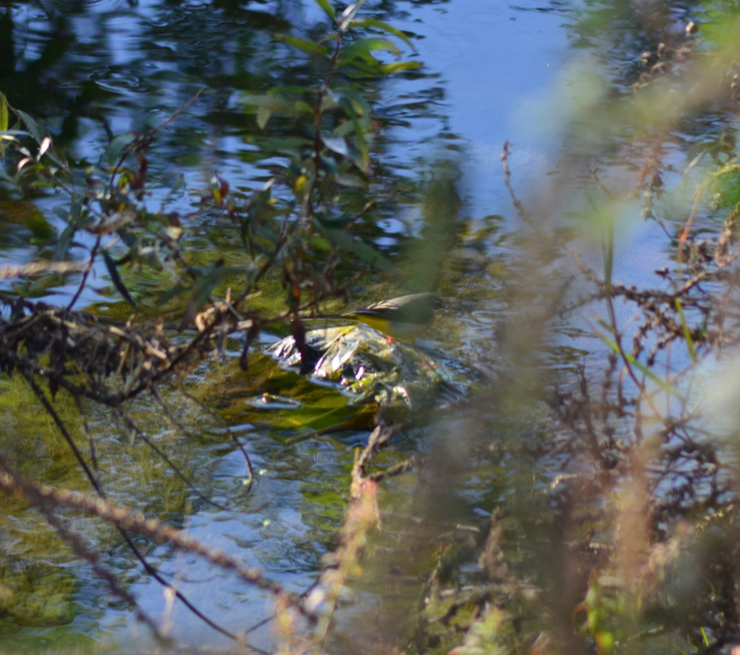 Gray Wagtail - ML646442603