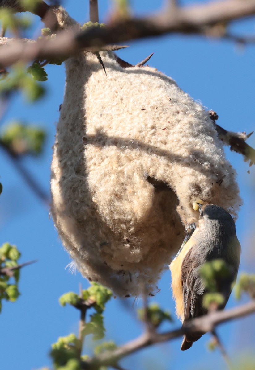 African Penduline-Tit (Buff-bellied) - ML646442604