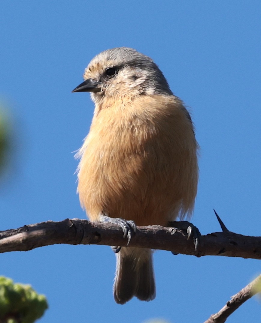 African Penduline-Tit (Buff-bellied) - ML646442605