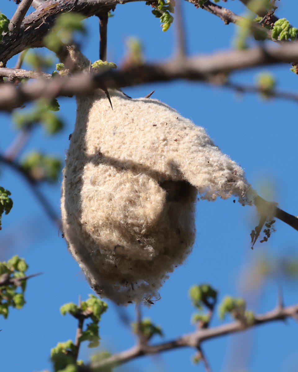 African Penduline-Tit (Buff-bellied) - ML646442606