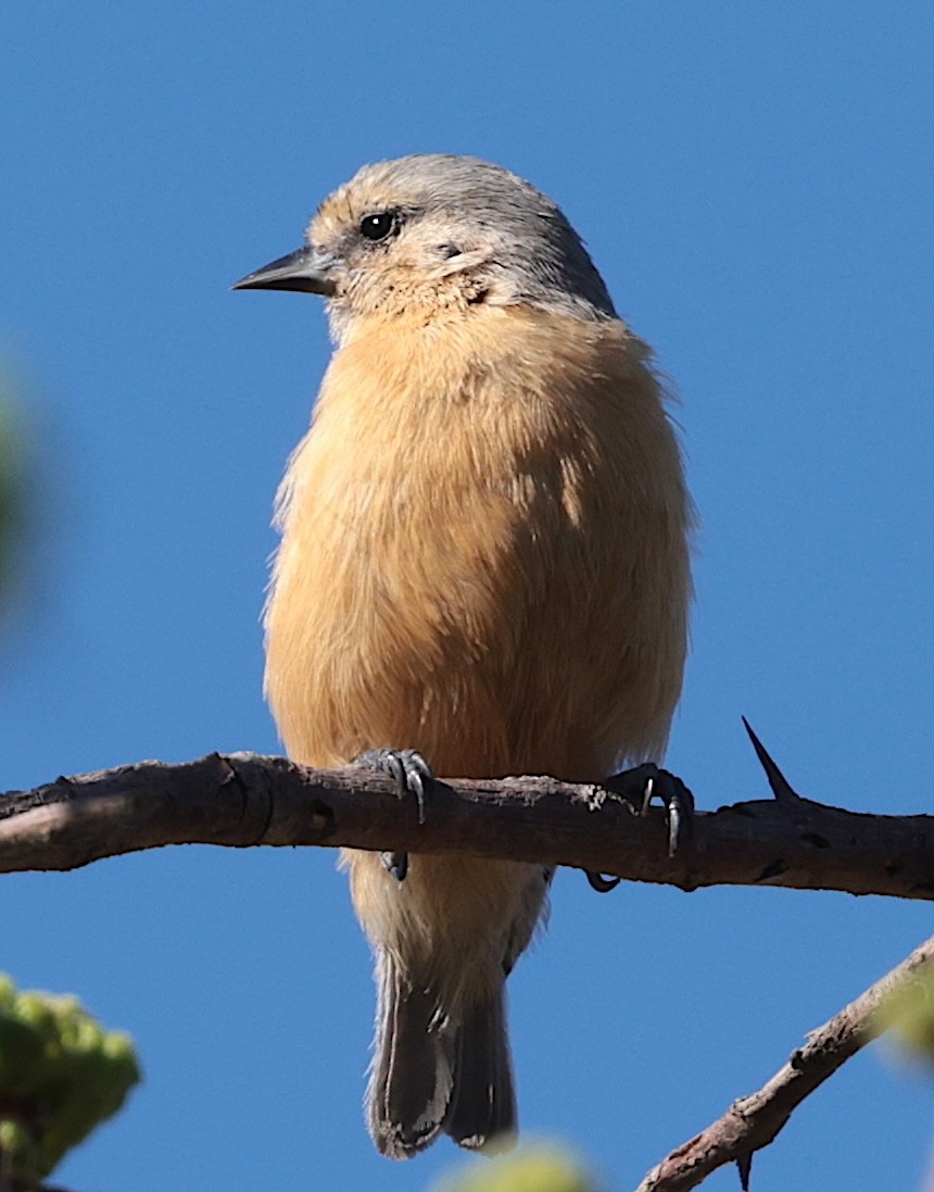 African Penduline-Tit (Buff-bellied) - ML646442607