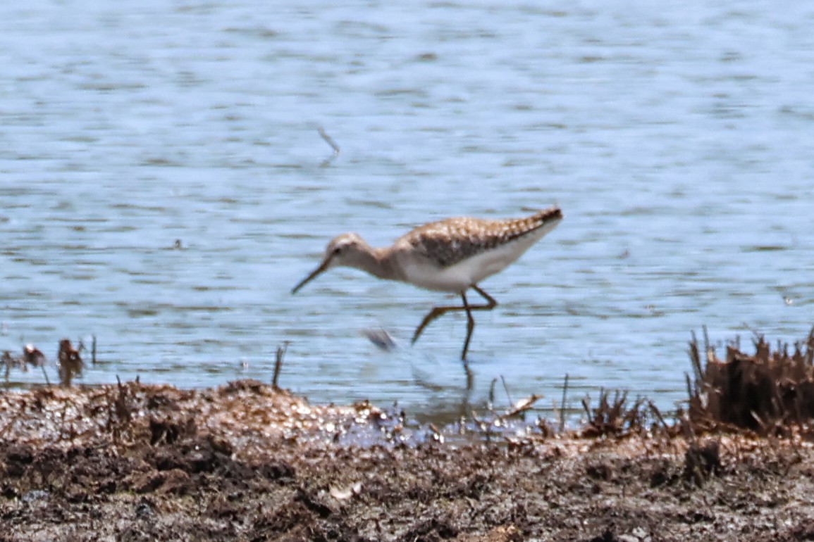 vodouš bahenní - ML646442608