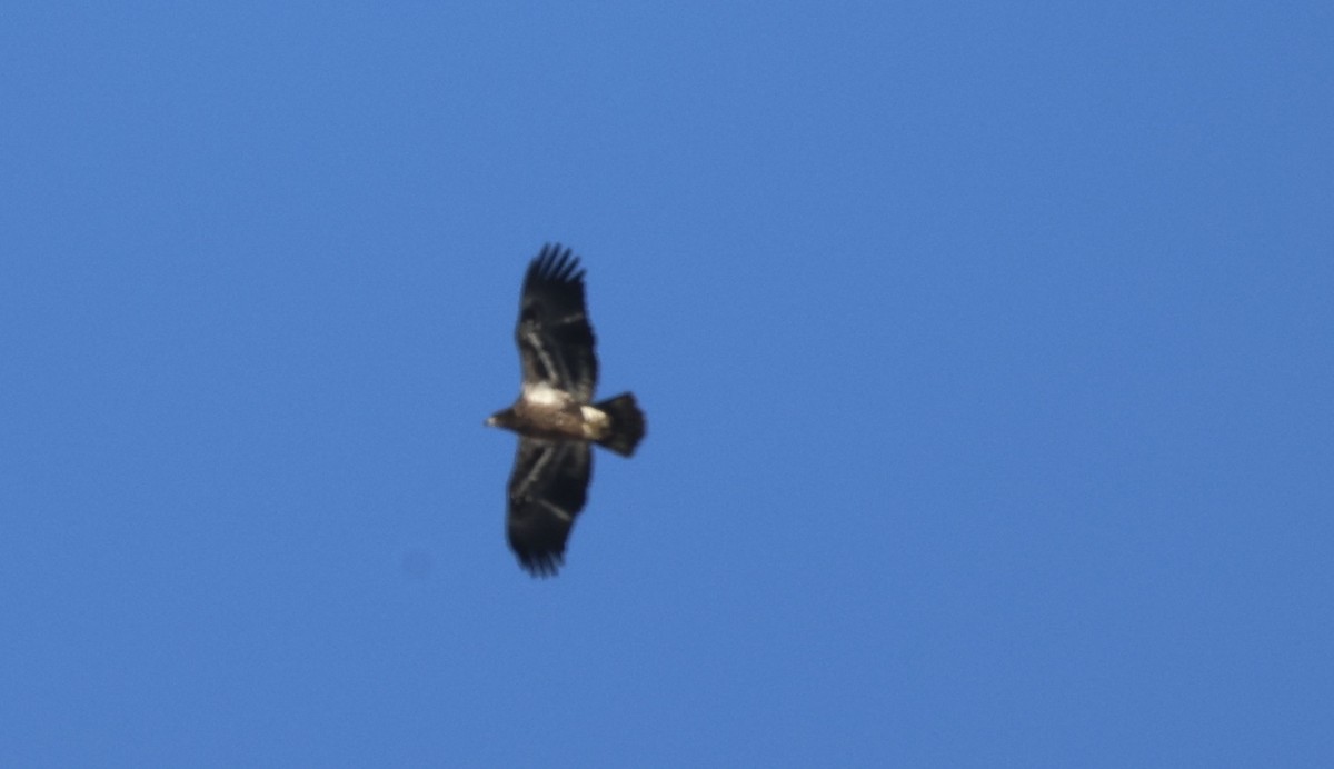 ハクトウワシ - ML646442609