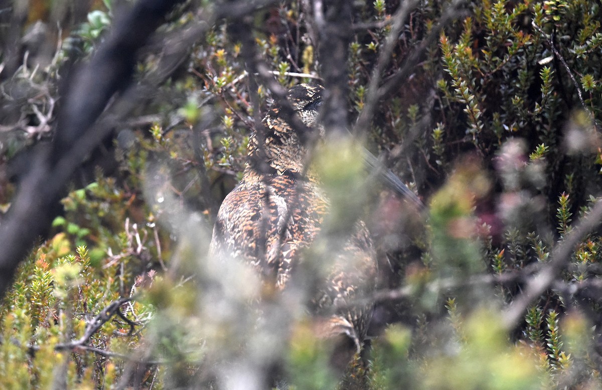 Sulawesi Woodcock - ML646442610