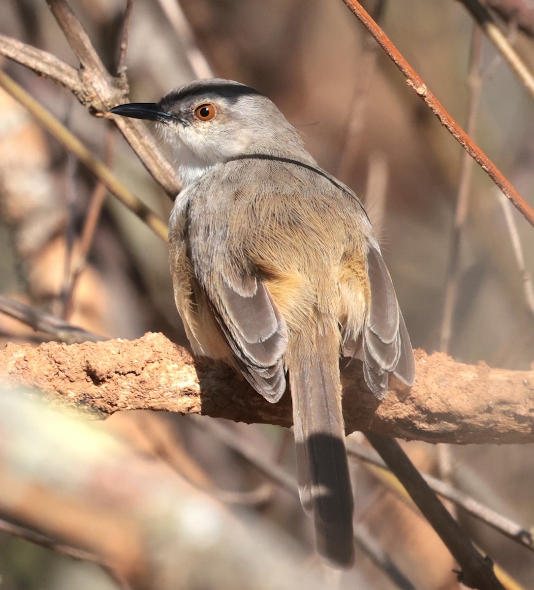 Tawny-flanked Prinia - ML646442611