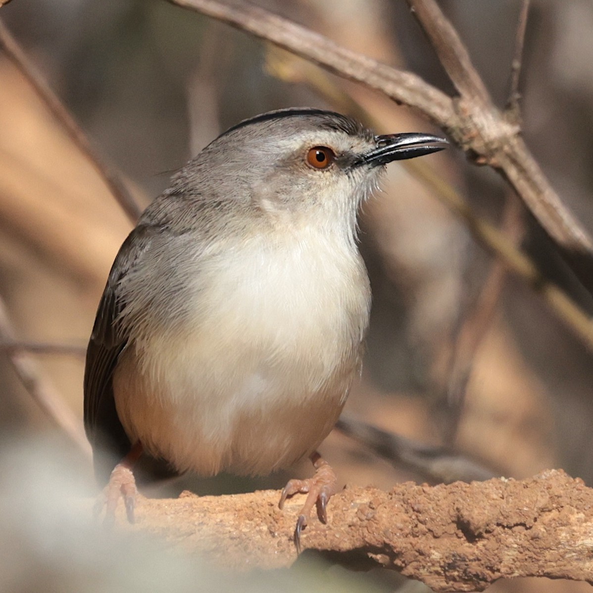 Tawny-flanked Prinia - ML646442612