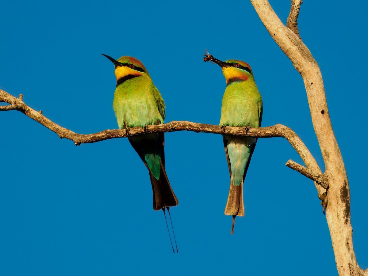 Rainbow Bee-eater - ML646442613