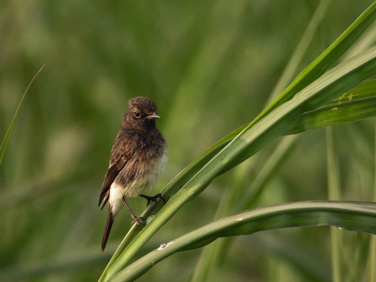 Pied Bushchat - ML646442616