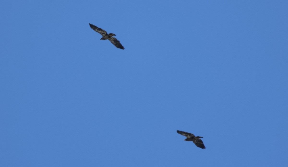 ハクトウワシ - ML646442617