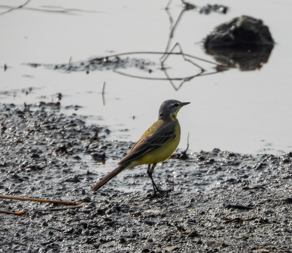 Western Yellow Wagtail - ML646442619