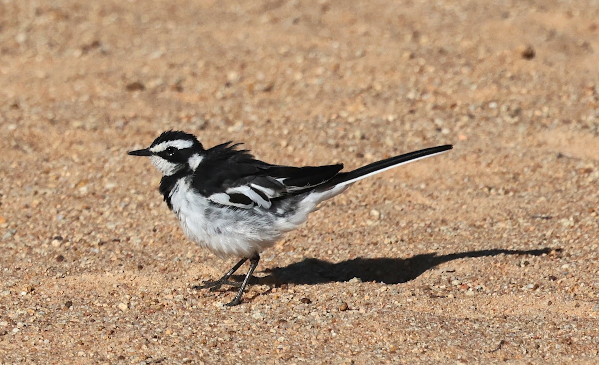 נחליאלי אפריקני - ML646442620