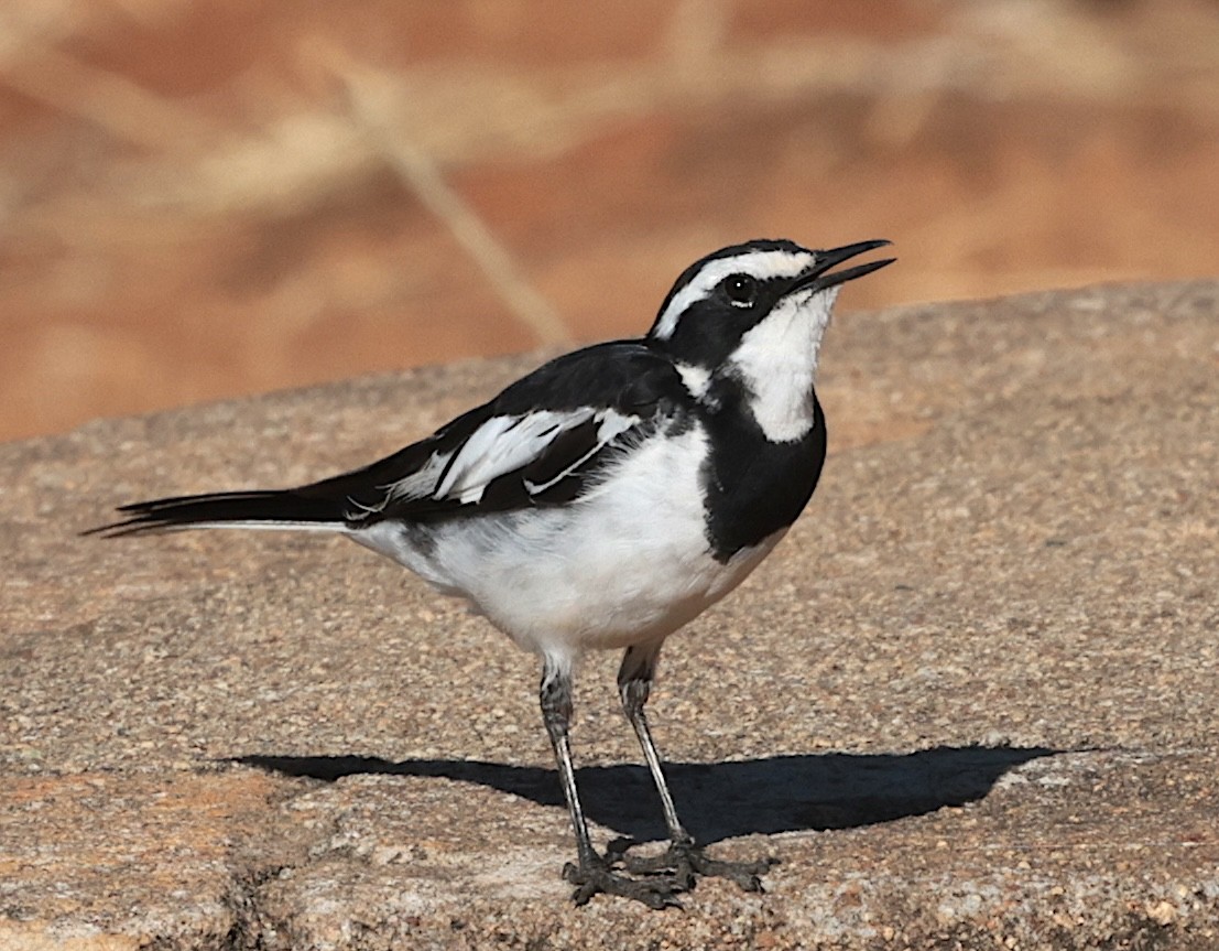 נחליאלי אפריקני - ML646442621