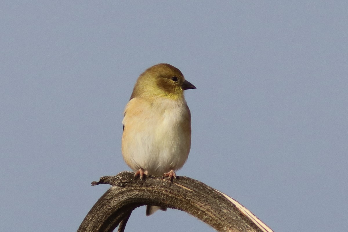 American Goldfinch - ML646442622