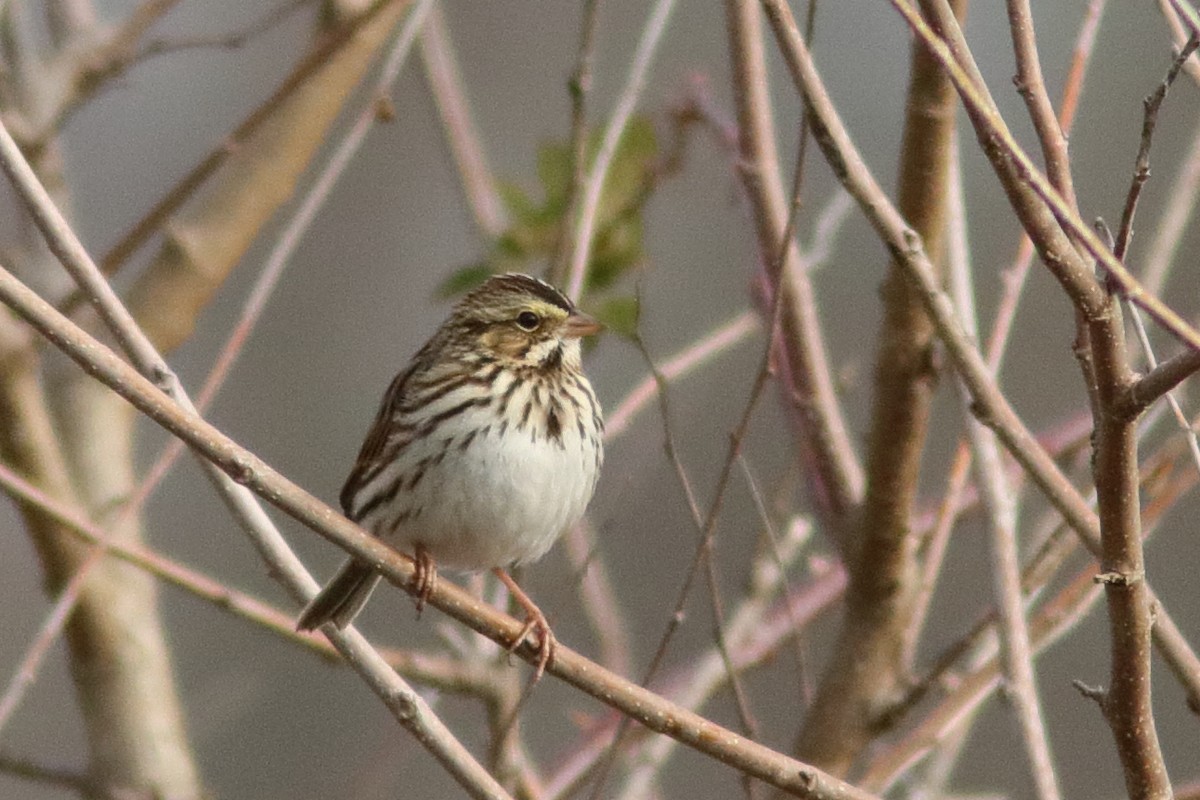 Savannah Sparrow - ML646442624