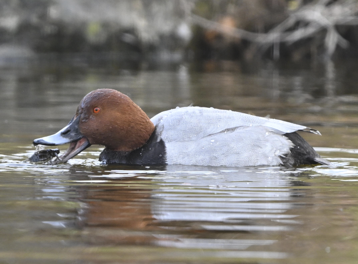 紅頭潛鴨 - ML646442625